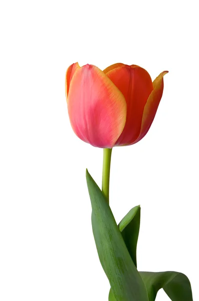 stock image Tulip on white background