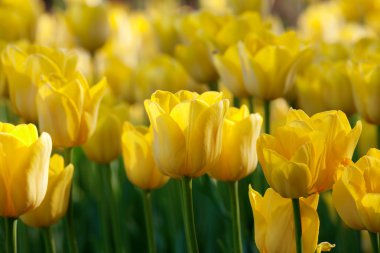 Yellow tulips clipart