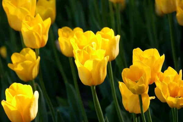 Gelbe Tulpen in Großaufnahme — Stockfoto