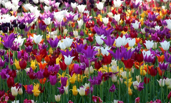 Multicolor Tulpen-Hintergrund — Stockfoto