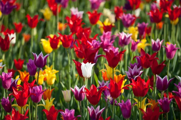 Sfondo di Tulipani multicolore — Foto Stock
