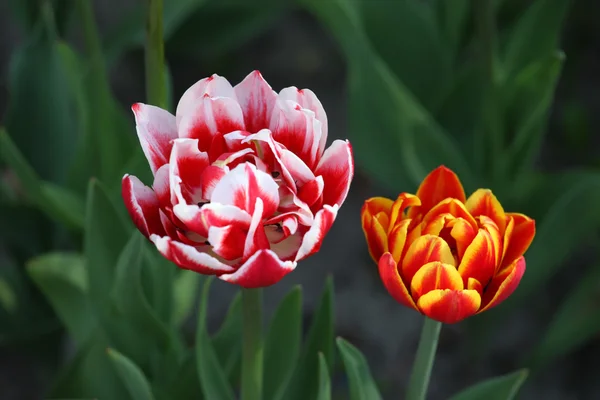 Zwei Tulip Knospen Nahaufnahme — Stockfoto