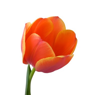 Tulip bud clipart