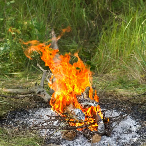 Bonfire in forest — Stock Photo, Image
