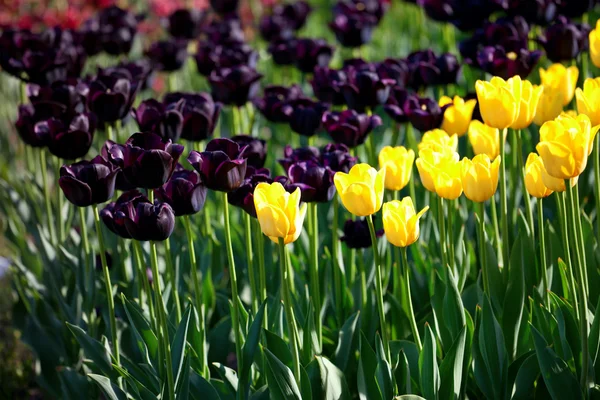 Tulpen gelb und weinig — Stockfoto