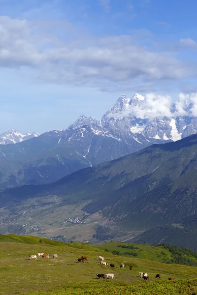 Karlı dağlar ve otlatma inek ile peyzaj — Stok fotoğraf