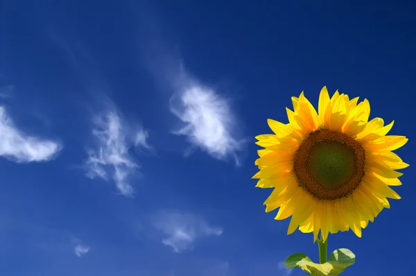 Κίτρινα ηλιοτρόπια ενάντια στον γαλάζιο ουρανό — Φωτογραφία Αρχείου