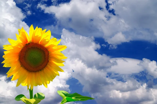 Slunečnice proti modré obloze s mraky — Stock fotografie
