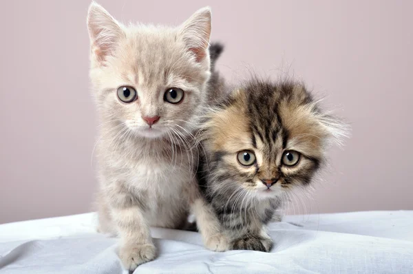 Два британских котенка — стоковое фото