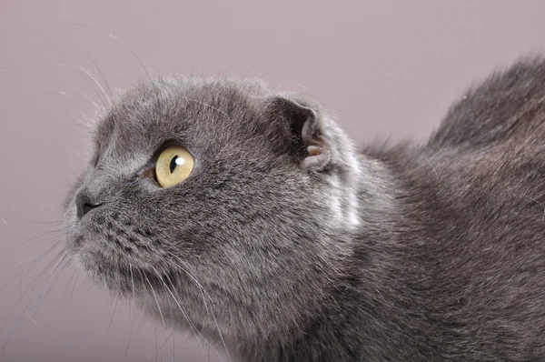 Katlanmış kulaklı kedi kedi — Stok fotoğraf