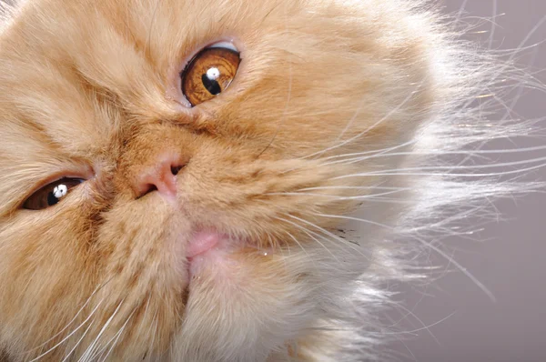 Faccia buffa di un gatto persiano rosso — Foto Stock