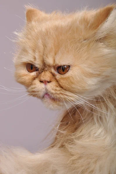 Röd persisk katt — Stockfoto