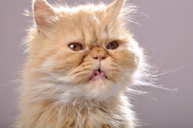 Red Persian cat with his tongue out clipart