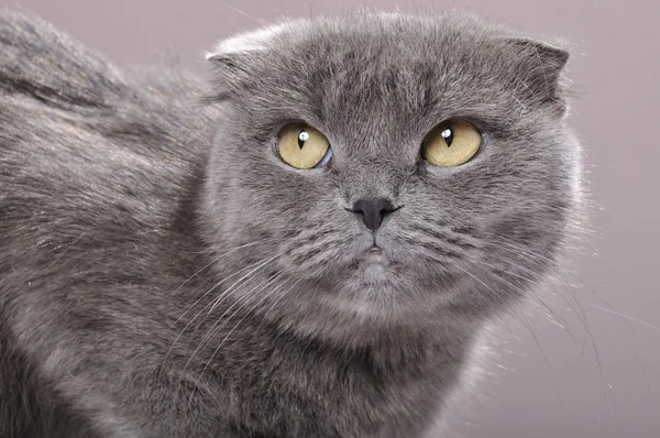 折耳苏格兰猫 — 图库照片