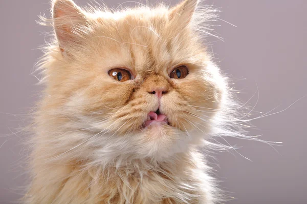 Червоний персидський кіт з його мовою на — стокове фото