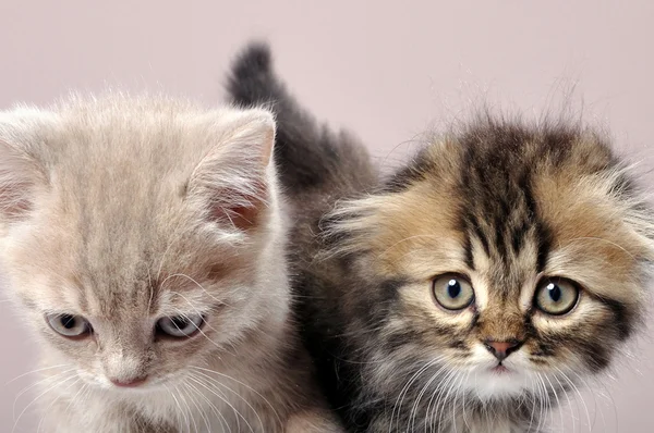 British fold and straight ear breed kittens — Stock Photo, Image