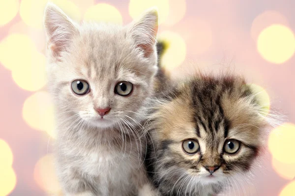 Scottish fold ear breed kittens — Stock Photo, Image