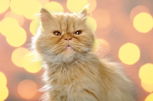Czerwony kot Perski — Zdjęcie stockowe