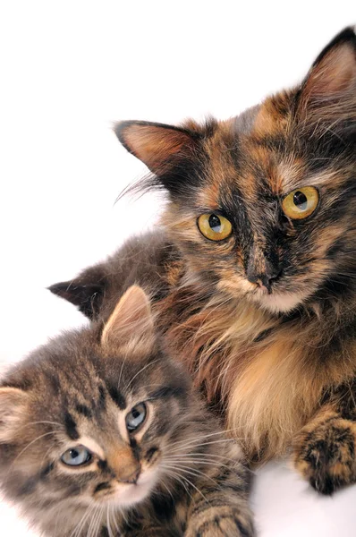 Γάτες οικογένεια — Φωτογραφία Αρχείου