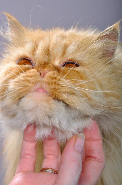 Червоний персидський кіт — стокове фото