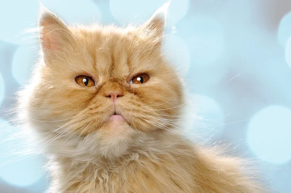 Červená perská kočka — Stock fotografie