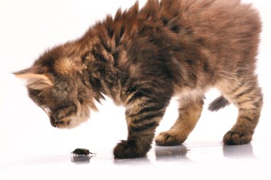 Kitten exploring a bug clipart