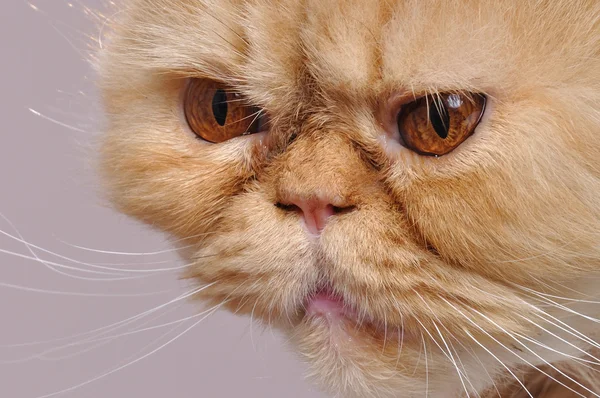 붉은 페르시아 고양이 — 스톡 사진
