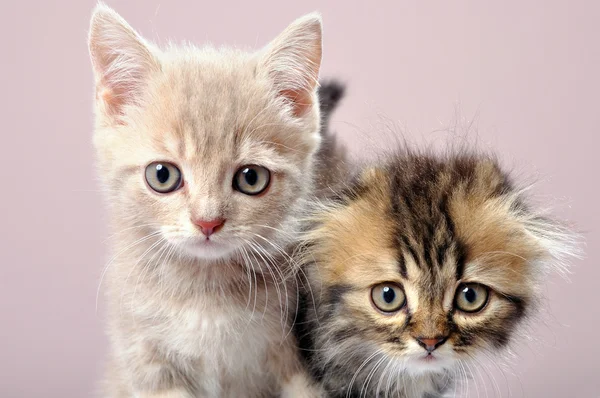 Två Storbritannien kattungar — Stockfoto