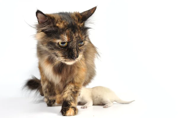 Кішка з кошенятами — стокове фото