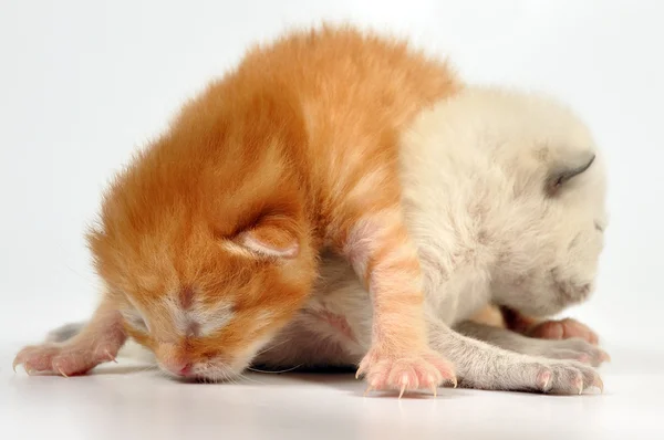 Blind nyfödd baby kattungar — Stockfoto