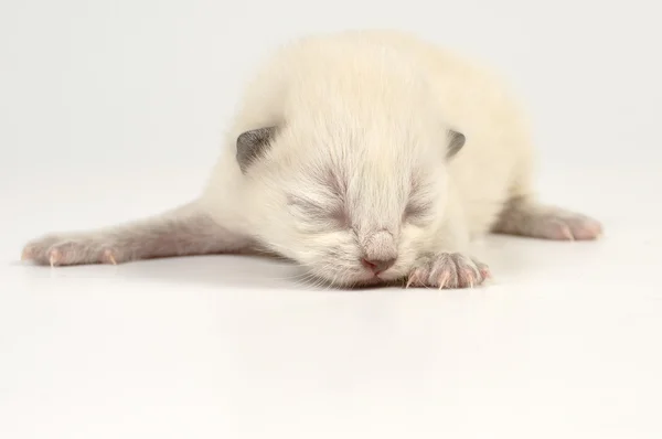 Сліпий новонароджений кошеня — стокове фото