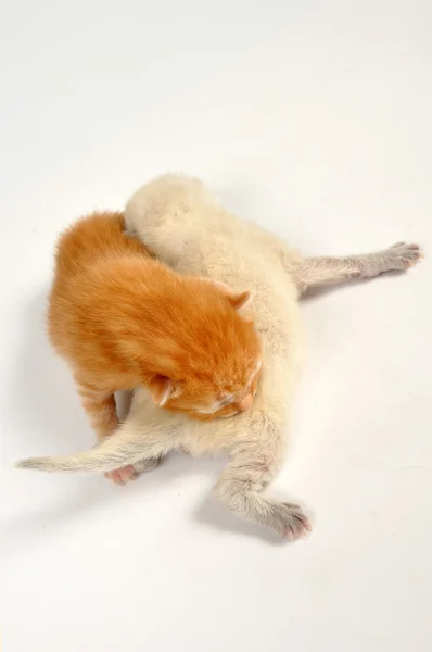 Yeni doğan bebek kedi yavruları — Stok fotoğraf