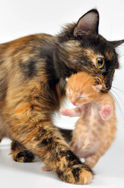 Mother cat carrying newborn kitten — Stock Photo, Image