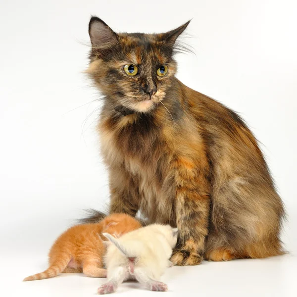 Мать-кошка с котятами — стоковое фото
