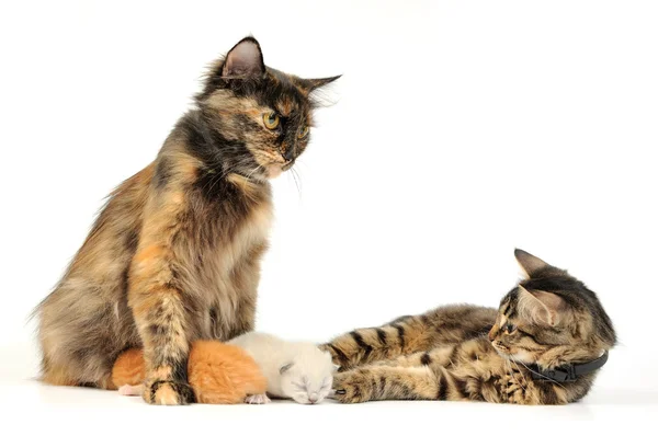 Кішки разом — стокове фото