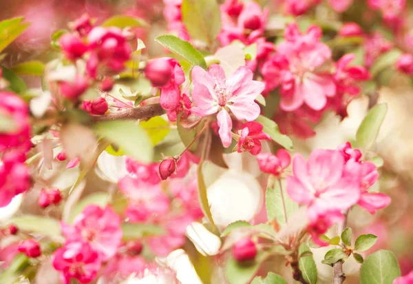 추상 꽃 배경 — 스톡 사진