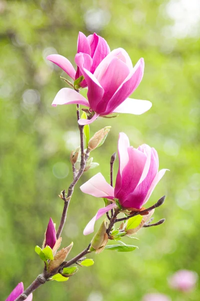 Magnolia flores — Fotografia de Stock