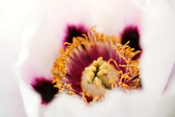 Flores de peonía —  Fotos de Stock