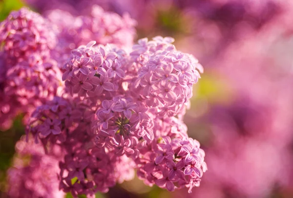 라일락 꽃 — 스톡 사진