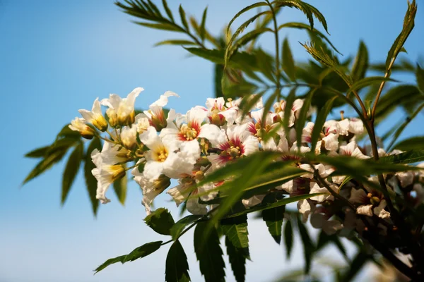 Άσπρα λουλούδια στο δέντρο — Φωτογραφία Αρχείου