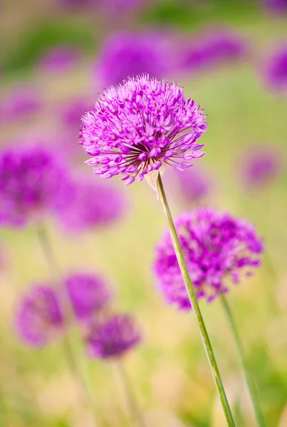 stock image Decorative garlic