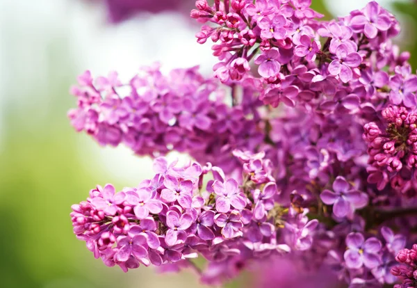 Lilases flores — Fotografia de Stock