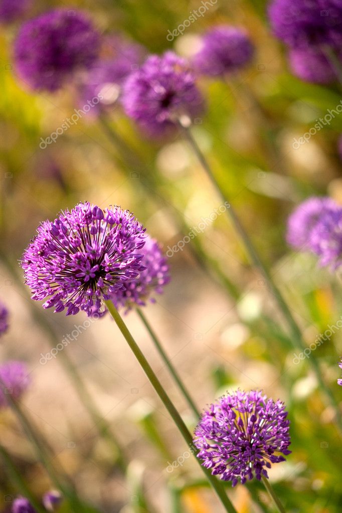 Decorative garlic flowers — Stock Photo © tolokonov 5682542