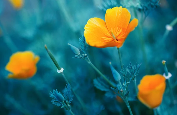 stock image Beauty flowers under the sunlight