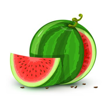 Vector water melon fruit isolated on white clipart