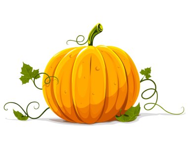 Vector pumpkin vegetable fruit isolated clipart