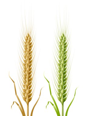 Yellow and green ears of wheat clipart