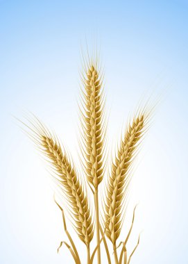 Yellow ears of wheat clipart