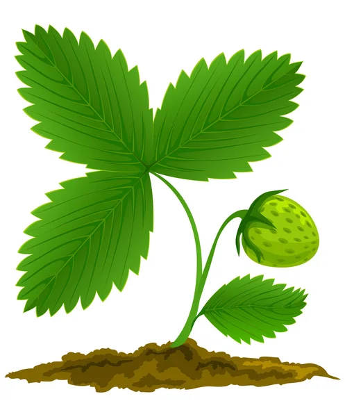 Frutta fragola verde con verde foglie — Vettoriale Stock