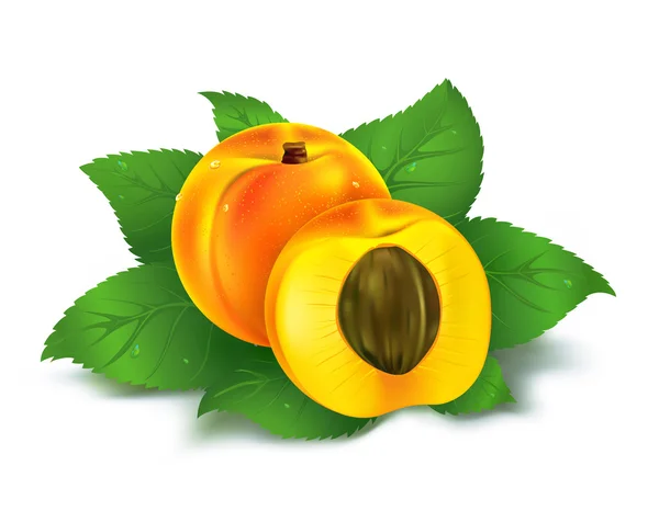 Aprikossoppa frukt med snittet — Stock vektor